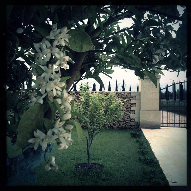 Masseria San Polo 스퀸자노 외부 사진