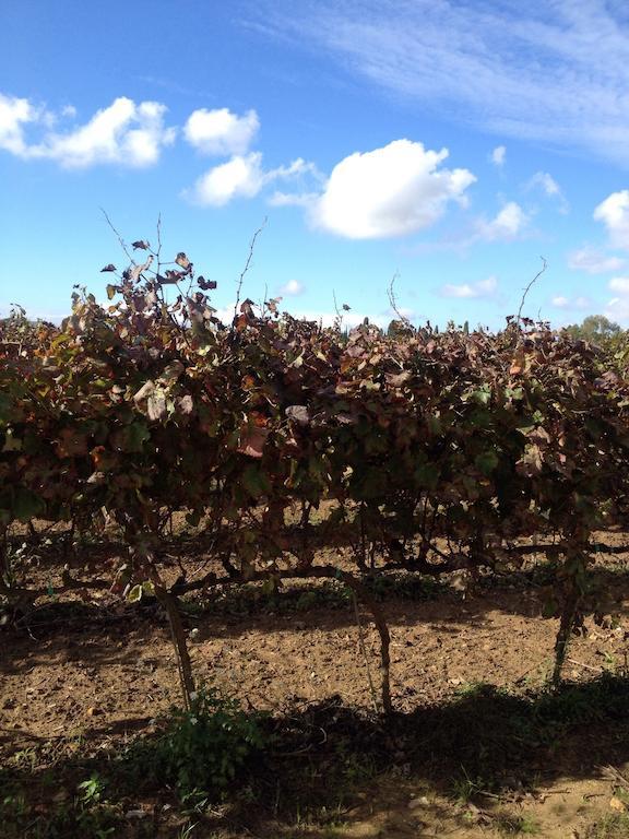 Masseria San Polo 스퀸자노 외부 사진